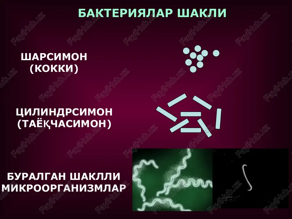 ri qalinligi 30-40 nm, bo'lib taxminan peptidoglikanning ~ 40 molekulasiga to'g'ri keladi bakteriyalarda harakalanish a – monotrix, v – lofotrix, c – amfitrix, d - peritrix bakteriyalar harakatlanish tezligi 20 mkm/daqiqadan (bacillus) 200 mkm/daqiqagacha bo'ladi (vibrio) xivchinlar: filament (fibrilla, propeller) — polaya ip bo'lib, qalinligi 10-20 nm, uzunligi 3-15 mkm bo'lib, spiarlsimon ko'rinishdagi sub'edinitsalardan tashkil topgan flagellindir. kryuk — filamentga nisbatan bir qadar qalinroq bo'lib (20-45 nm), oqsildan tashkil topgan (flagellin emas). bazal tanacha (transmembranna motori) m va s- halqalar — p i l — stator spiroxetlar =arakatlanishi yadro − genetik axborotlarni uzatish va moddalar almashinuvini boshqarishda asosiy rol o'ynaydigan organelladir. eukariot xujayralardagi yadrolar qobiq bilan o'ralgan bo'lib, xar xil shakl va xajmga egadirlar. yadro qobig'ida nisbatan kattaroq teshikchalar borligi aniqlangan. bakteriyalarda yadro bo'lmaydi va uning vazifasini nukleoidlar bajaradilar. yadro va nukleoidlarni asosiy tashkil etuvchi qismi dnk bo'lib, unda genetik axborotlar joylashgan bo'ladi. goldji apparati − xar xil kattalikka ega …