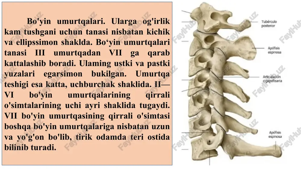 ridan saqlab turadi. chanoq suyagida 3 ta alohida: yonbosh, qov va o‘tirig‘ich suyaklari farq qilinadi. bu suyaklar 16 yoshgacha alohida bo‘lib, o'zaro tog'ay vositasida birikkan bo'lsa, keyinchalik suyaklanib — bir butun chanoq suyagini hosil qiladi. son suyagi odam organizmidagi eng uzun va katta naysimon suyak. uning tanasi, yuqori va pastki uchlari tafovut qilinadi. son suyagining yuqori uchida chanoq suyagi sirka kosachasi bilan bo'g'im hosil qiladigan sharamon boshchasi bor. boshchaning bo'g'im yuzasi yuqoriga va medial tomonga qaragan. uning o'rtasida son suyagi boshcha yuzasidagi chuqurcha bo'lib, unga son suyagi boshchasi boylami birikadi. son suyagining bo'yni suyak tanasiga 130° o'tmas burchak hosil qilib qo'shilgan boldir suyaklari ikkita uzun naysimon: medial tomonda katta boldir va lateral tomonda kichik boldir suyaklaridan tashkil topgan. katta boldir suyagining tanasi va ikki uchi tafovut qilinadi. uning yuqori (proksimal) uchi kengaygan bo'lib, ichki va tashqi do'ngsimon o'simtasi bor. bu o’simtalaming ustki tomonida son suyagini pastki uchi bilan bo'g'im hosil …