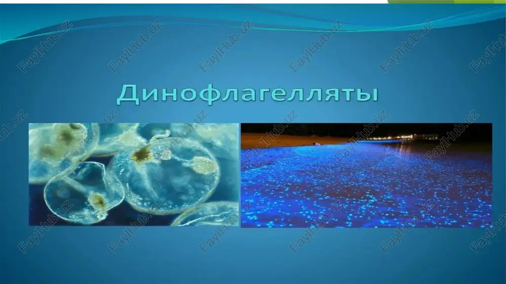 yemirilib, sitoplazmaga singib ketadi, to‘rtinchisi yana bo‘linib jinsiy yadrolar – pronukleislarni hosil qiladi. ulardan biri harakatchan (migratsion) bo‘lib, urug‘ hujayraga to‘g‘ri keladi, ikkinchisi statsionar (harakatsiz) bo‘lib, tuxum hujayraga to‘g‘ri keladi. harakatchan yadrolar almashinadi. har qaysi infizoriyada diploid xromosomali bittadan yadro sinkarionga aylanadi. erkin yashovchi infizoriyalar ular dengizlarda va chuchuk suv havzalarida hayot kechirishadi. bentosda hayot kechiradigan infizoriyalar orasida suv tubida yoki suv o‘simliklarida o‘rmalab yuruvchi turlari ham ko‘p uchraydi. kavsh qaytaruvchi hayvonlar oshqozonining oldingi qismida endodiniomorfa turkumiga mansub bo‘lgan 120 turga yaqin infizoriyalar yashaydi. ular 1 sm/kv oshqozon sathida 2mln.gacha uchraydi. bitta sigir oshqozonida 1 kg .ga yetadi. ular simbioz hayot kechiradi. yirtqich didiniy o‘zidan yirikroq tufelkalarni yutib yuborish qobiliyatiga ega. chuchuk suv infizoriyalardan biri nassulla ornata faqat ipsimon ko‘k yashil suv o‘tlari bilan oziqlanadi infizoriyalar orasida o‘troq yashovchi (suvoyka) turlari ham uchraydi. ular maxsus poyachalar orqali suv tubidagi predmetlarga, mollyuskalarga yoki qisqichbaqalar tanasiga yopishib oladi. parazit infizoriyalar ularning ko‘p …