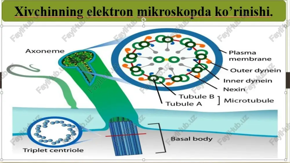 rlari erkin yashovchi yoki parazit geterotrof, boshqalari bakteriyalarni fagotsitoz qiluvchi miksotrofdir. volvokslar. yumoloq shakldagi yashil volvoksni ko’llarda, xovuzlarda ba’zan sholipoyalarda uchratish mumkin. volvoksning shar shaklidagi tanasining kattaligi (v. globator) 2 mm gacha bo’ladi. bu yirik volvoks koloniyasi 20 mingga yaqin mayda hujayralardan tashkil topgan. koloniyali yashil xivchinlilar koloniya tarkibidagi individlarning har biri 2 ta xivchinga, yadroga, xromatoforlarga, qisqaruvchi vakuola va stigmaga egadir. shuning uchun ham koloniya tarkibidagi individlarning har bittasini mustaqil bir hujayrali organizmlar deb qarash mumkin. lekin bu individlarning ko’pchiligi bo’linib ko’payish xususiyatiga ega emas, ularni somatik hujayralar deb ham ataydilar. ko’payish xususiyatiga ega bo’lgan individlar koloniyada juda oz, atigi 4-10 tagina bo’lishi mumkin. bular partenogonidiyalar yoki "ko’payuvchi vegetativ hujayralar" dir. bular somatik hujayralarga nisbatan 4-5 marta yirik va ozuqa moddaga boy bo’ladi. partenogonidiyalar asosan koloniyaning orqa qutbida joylashadi. volvoks koloniyasidagi juda ko'p hujayralar orasida faqat bir qismi (4-10ta) hujayralar bo'linish xususisyatiga ega. ular vegetativ hujayralar deyiladi.ularning bo'linish natijasida …