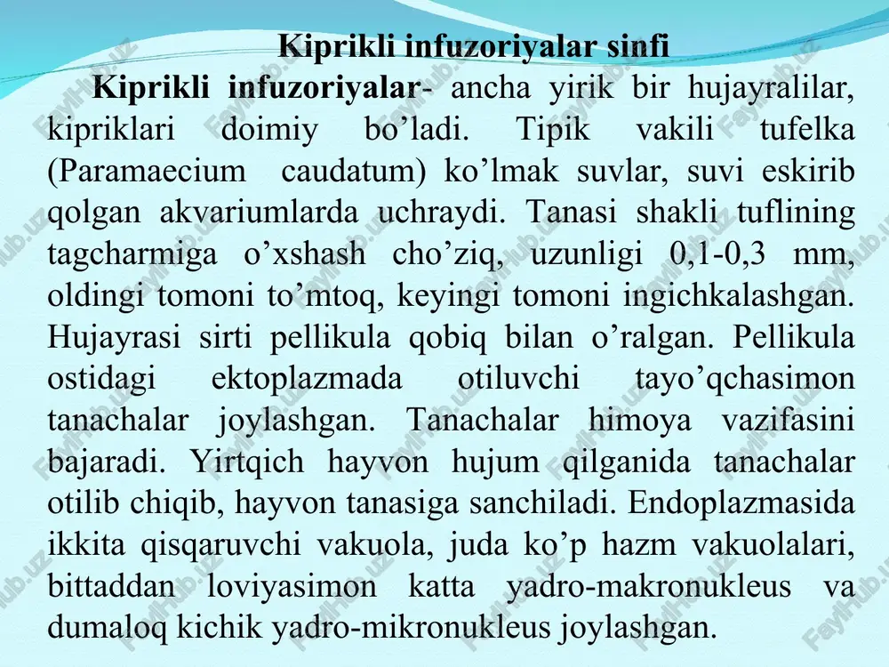 aydi. turib qolgan, o’simlik qoldiqlari bilan ifloslangan ko’lmak suvlarda tufelka bilan birga stilonixiyalar, suvoykalar va karnaycha infuzoriyasini uchratish mumkin. infuzoriyalardan bir qancha turlari parazit yashashga moslashgan. karpsimon va losossimon baliqlarning suzgich qanotlari va jabralarida ixtioftirius va trixodina infuzoriyalari parazitlik qiladi. ular ayniqsa yosh baliqchalarga katta ziyon etkazib, ularning qirilib ketishiga olib kelishi mumkin. baliqlar paraziti ixtioftirius infuzoriyasi:a- baliq terisidan chiqqan infuzoriya, b-infuzoriyaning oldingi qismi,v-zararlangan karp, g-teridan chiqqan parazitni ko’payishi: 1-teridan chiqqan partazit, 2-uning sistaga aylanishi, 3-sista ichida bo’linish, 4-sistadan daydi tomitlarning chiqishi. harxil infuzoriyalar odam va ayrim hayvonlar yo’g’on ichagida balantidiy infuzoriyasi uchrab turadi. infuzoriya ichak bo’shlig’ida yashaganida katta ziyon keltirmaydi; lekin ba’zan ichak devorini jarohatlab, qonli ichburug’ paydo qilishi mumkin. balantidiy ayniqsa cho’chqa ichagida ko’p uchraydi va cho’chqa bolalariga katta ziyon keltiradi. parazit iflos qo’l orqali odamga yuqadi. kavsh qaytaruvchi hayvonlar oshqozonida endodiniomorfa infuzoriyalari simbioz yashab, kletchatkani hazm bo’lishiga yordam beradi. kavshovchi hayvonlar oshqozonida yashovchi infuzoriyalar kiprikli infuzoriyalar sinfi …