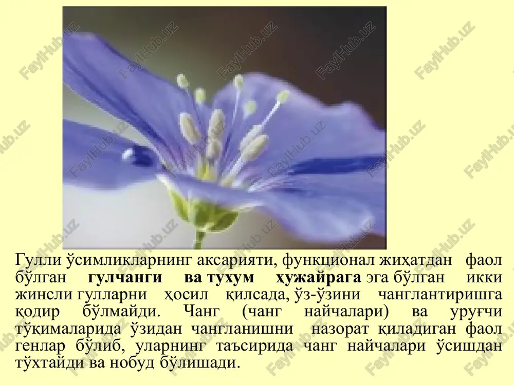 illarida uchrashi uning qadimgi moslanishlardan ekanligidan darak beradi. gulli o'simliklar nomuvofiqlikni tuban o'simliklardan meros qilib olishgan deb hisoblanadi. chetdan changlanuvchi o'simliklar bilan bir qatorda, o'zidan changlanadigan va shunga qaramasdan yaxshi taraqqiy etayotgan o'simliklar ham mavjud. bu o'simliklarning genetik o'zgaruvchanlikni cheklashga bo'lgan moyilligi, ularning aniq bir tashqi muhit sharoitlariga kuchli moslashganligi bilan izohlanadi. muhitning noqulay sharoitlarida o'sadigan o'simliklar ustunchalari o'z changini qabul qilish xususiyatiga ega bo'ladi. masalan, ko'pgina (ayniqsa, bir yillik) begona o'tlar bunga tipik misol bo'la oladi. chetdan changlanish u yoki bu sabablarga ko'ra amalga oshmay qolgan sharoitda o'zidan changlanish amalga oshadi. o'z changini qabul qila olish hodisasi (avtofertillik) s – genlarning turli funktsiyalari chalov (kovil) va randakda avtosterillik mavjud geterostiliya shunday o'simliklar borki, ularning ikki yoki uch xil tipdagi individlari bo'lib, ularning gullari ustunchalari va changchi iplarining o'lchamlarining uzunligi bilan bir-biridan farq qiladigan bo'ladi. ularning ba'zi bir tuplarining gullari uzun ustunchali bo'lsa, boshqa tuplarida esa kalta ustunchali bo'ladi, ayrimlarida …