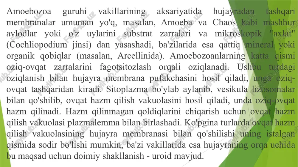 uchun xizmat qiladi, qobiq atrofida diametri bir necha baravar kattaroq bo'lgan to'r hosil qiladi. oziq-ovqat zarralari (masalan, bir hujayrali suv o'tlari) foraminiferlar oziqlanadigan bunday to'rga yopishadi. chig‘anoqli amyobalar (testacea) turkumi ular yalong‘och amyobaga o‘xshaydi, lekin ularning tanasining chig‘anoq ichida joylashgani bilan farq qiladi. ayrim turlarining chig‘anog‘i yupqa organik moddadan, boshqalariniki mayda qum zarrachalridan tarkib topgan. chuchuk suvlarda keng tarqalgan arsella – arcella vulgaris qo‘ng‘ir tusli kosacha shaklida bo‘lib, uning markazida joylashgan teshikchasidan psevdopodiylar chiqib turadi. arcella vulgaris difflyugiya (difflugiya) ning noksimon kremniylik chig‘anog‘i asosan tashqi muhitdan olingan mayda qum zarrachalaridan iborat. bunday chig‘anoq dastlab sitoplazmaga yutilgan qum zarrachalarning sitoplazma sirtiga chiqib, bir-biriga yopishuvi natijasida hosil bo‘lgan. euglifa (euglypha alveolata ning qubbaga o‘xshash chig‘anog‘i esa oval kremniy plastinkalaridan tashkil topgan. bunday plastinkalar qum zarrachalaridan shakllanadi. chig‘anoqli amyobalarning kattaligi 50- 150 mkm keladi. ular bentosda hayot kechiruvchi hayvonlardir. ko‘payishi jinssiz ikkiga bo‘linish orqali amalga oshadi. dastlab sitoplazmasining taxminan yarmi chig‘anoq og‘izchasidan tashqariga …