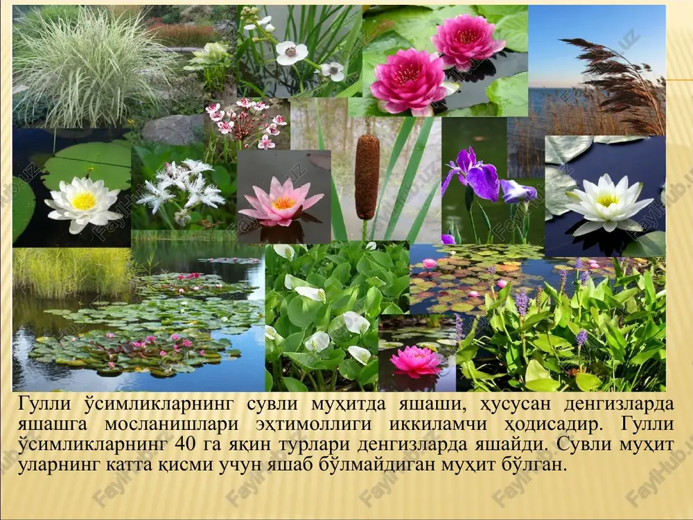 llisneriya (vallisneria spiralis) o'simligi misolida ko'rish mumkin. vallisneriya suvga botib o'sadigan ikki uyli o'simlikdir, u janubiy evropaning ko'lmak suvlarida ko'p uchraydi. bundan tashqari ular akvarium o'simligi sifatida ham o'stiriladi. vallisneriyaning lentasimon barglari o'simlikning asos qismidan boshlab to'p bo'lib joylashadi. gulqo'rg'oni juda zaif rivojlangan. barg qo'ltiqlaridan kurtaklar hosil bo'lib, yangi vegetativ yoki generativ novdalar hosil qiladi. generativ novdalari tepaga qarab o'sib, shishgan o'smalar hosil qiladi. ularning ichki qismida gullar joylashgan bo'ladi. urug'chi gullar yakka holda joylashadi, ba'zan esa 2-5 tadan bo'lib joylashadi. har bir gulda uzun tsilindrsimon tuguncha bo'lib, uning uchi uch bo'lakli tumshuqcha bilan tugaydi. o'simlikda gullash jarayoni boshlanishi bilan urug'chi gullarining gulbandi o'sib, uzunlashadi va gulni suv sathiga chiqaradi. suv yuzasida ular ochiladi. changchi gullari bir to'da bo'lib joylashgan bo'lib, etilishlari bilan guruhdan ajralib, suv yuzasiga chiqadi. avval bu gullar sharsimon shaklda bo'lib, keyinchalik ochilgan vaqtda gulqo'rg'oni qayrilib, pastga qarab ochiladi va qayiqcha ko'rinishiga keladi. changlari nisbatan yirik bo'lib, …