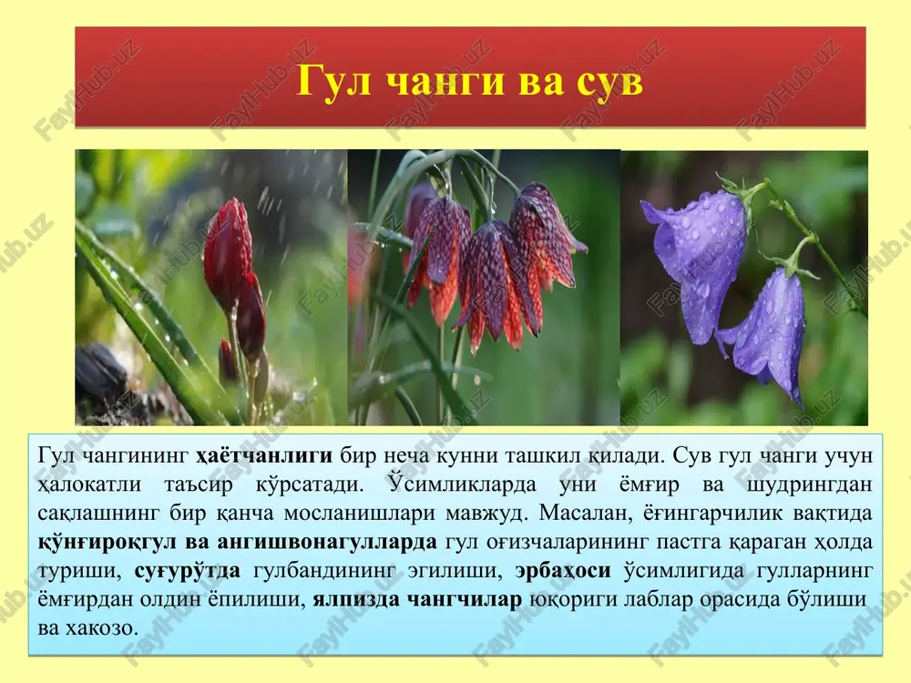 naxoditsya pod seryoznoy ugrozoy ischeznoveniya iz-za svoey krasoti. natsionalniy tsvetok panami. balerina (caladenia melanema) endemik yugo-zapada zapadnoy avstralii, izvestna edinstvennoy populyatsiey vblizi ozera altam, gde ona proizrastaet v peske u solyonix ozyor. visota rasteniya v srednem dostigaet 15 sm, diametr tsvetka 4-5 sm. v 2006 godu bilo izvestno tolko okolo 300 zrelix rasteniy iz dvux populyatsiy. raqsga tushuyotgan qizlar (impatiens bequaertii) redkoe mnogoletnee travyanistoe rastenie, na samom dele ne orxideya, prinadlejit ono k semeystvu balzaminovie, rodom iz tropicheskix lesov vostochnoy afriki. kompaktnoe rastenie do 30 sm v visotu, tsvetki melkie 1-2 sm v diametre, no ix ocharovatelnaya forma kompensiruet ix razmer. lepestki napominayut malenkuyu devochku v yubke s vityanutim rukami. belie ili svetlo-rozovie tsvetki poyavlyayutsya krugliy god. rastenie chashe mojno vstretit u kollektsionerov, chem v prirode. ono xorosho rastyot v zakritom pomeshenii v malenkom gorshke. to'ti gul (impatiens psittacina) eto rastenie takje iz semeystva balzaminovie i k orxideyam otnosheniya ne …
