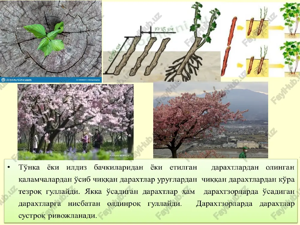va uning xillari kleystogam gullar (ko'k no'xat, eryong'oq, binafsha, kunjut) changlanish ikki xil bo'ladi: o'zidan (idiogamiya) va chetdan changlanish (ksenogamiya) o'zidan changlanish. (avtogamiya) (geytonogamiya) (kleystogamiya) (arpa, bug'doy, no'xat, loviya, suli, tariq, pomidor, g'o'za, zig'ir) o'zidan changlanish * o'zidan changlanish 3 xil ko'rinishda amalga oshadi: avtogamiya; geytonogamiya; kleystogamiya avtogamiya ( yun. αὐτός - o'zidan, gamos - nikohlanaman degan ma'noni bildiradi) o'zidan changlanish 3 xil ko'rinishda amalga oshadi: avtogamiya; geytonogamiya; kleystogamiya. avtogamiya ( avto - o'zidan, gamos - nikohlanaman degan ma'noni bildiradi). – urug'chining tumshuqchasiga shu xazmogam (ochiq) gulning changdonidan chiqqan chang tushadi. gerkogamiya o'simlik gullarida o'zidan changlanishining oldini olish maqsadida xosil bo'lgan moslanishlardan yana biri bu – gerkogamiyadir. gerkogamiyada gul jinslari bir-biridan har-xil uzunlikda bo'ladi. gerkogamiya tipidagi moslanishlarni loladoshlar, gulsafsardoshlar, ayrim karamdoshlar, yalpizdoshlar, yoronguldoshlar kabi oila vakillarida uchratish mumkin. urug'chi gulqo'rg'onlarga nisbatan juda uzun o'sib ketadi, changchilar esa juda kalta bo'ladi. odatda, bunday xollarda avtogamiya ko'rinishidagi o'zidan changlanish imkoniyati bo'lmaydi. liliya …