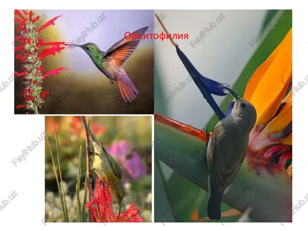 material bo'ladi. ornitofil gullar: 1 – ryabchik (fritillaria imperiales); 2 – abutilon (abutilon megapotamicum); 3 – fuksiya (fuchsia sp.); 4 – aloe (aloe arborescens) ornitofil o'simliklar ornitofil o'simliklar odatda ertalab gullashadi. ularda mustahkam gulqo'rg'onlari bo'lib, u gulni, tugunchani va chuqur joylashgan nektarni himoya qilish vazifasini bajaradi. odatda bu gullar zigomorf, ko'pincha naysimon yoki osilib turuvchi, alohida yoki to'pgullarga birlashgan bo'ladi xiropterofiliya (ko'rshapalaklar yordamida changlanish). ko'rshapalaklar yordamida changlanish osiyo, amerika, avstraliya va afrika tropiklarida tarqalgan. bu usulda changlanadigan o'simliklar 60 oilaga mansub, 750 turdan iborat. xiropterofil o'simliklarning aksariyati baland daraxtlar va lianalar, ba'zan butalar va xattoki o't o'simliklardir. xiropterofiliya (ko'rshapalaklar yordamida changlanish). ko'rshapalaklar bilan bunday o'simliklar orasidagi aloqa shundan iboratki, ko'rshapalaklar ularning gullarini kechasi changlantiradi. bu o'simliklar asosan kechki va tungi gullash tipiga ega bo'lgan o'simliklardir. gulchangi va nektarlar faqat kechasi etiladi. odatda changlanish jarayoni, ya'ni guldagi urug'chining etilishi ko'rshapalaklarning ko'payish vaqtiga to'g'ri keladi. o'simlik gullari yirik va mustahkam tuzilishga ega …