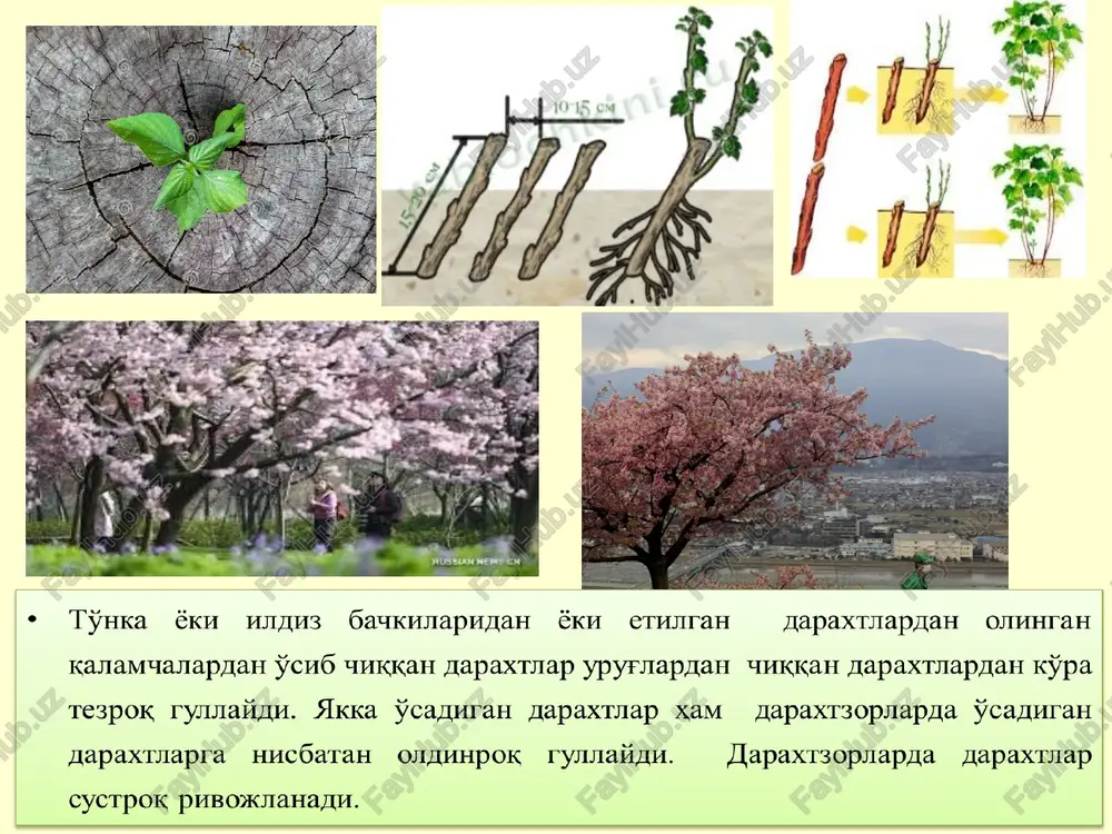 rim jinsli o'simliklarda ham sodir bo'ladi. bu usulda changlanish shamol yoki hasharotlar yordamida amalga oshishi mumkin. kleystogamiya kleystogamiya (yun. kleiostos-yopiq, gamos - nikohlanaman degan so'zdan olingan) kleystogamiya yopiq gullarda sodir bo'ladi. kleystogam gullarni binafsha (viola), eryong'oq (arachis), arpa (hordeum) kislitsa binafsha allogamiyada changlanish bir o'simlikdagi ikki gul yoki ikki o'simlik gullari orasida bo'ladi. yun. allos – boshqa, o'zga ...gamiya – nikohlanish, bir gulning boshqa gul (xususan, boshqa o'simlik) changi bilan (chetdan) changlanishi ksenogamiya ikkita har xil o'simliklar orasida sodir bo'ladi. yun. xenos-begona; gamos - nikohlanaman degan so'zdan olingan allogamiyaning bir usuli geytonogamiya gomozigotlikni kamaytirmaydi ksenogamiya doimo gomozigotlikni pasaytiradi geytonogamiya genetik jihatdan bir xil nasllarni yuzaga keltiradi ksenogamiya genetik jihatdan har xil nasllarni yuzaga kelishiga sabab bo'ladi. geytonogamiya turlardagi moslanuvchanliklarni kuchaytirmaydi ksenogamiya turlardagi moslanuvchanlikni oshiradi geytonogamiya evolyutsion ahamiyatga ega emas ksenogamiya evolyutsion nuqtai nazardar katta ahamiyatga ega allogamiya va ksenogamiya allogamiya va ksenogamiya – atamalari chetdan changlanishda bir biriga sinonim so'zlar …