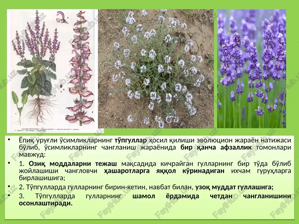 sh). murakkab monopodial to'pgullar: ro'vak to'pgulda ko'p sonli yon o'qlar joylashgan bo'lib, pastki qismlaridagi o'qlari yuqoridagilari-ga qaraganda kuchli shoxlanadi (sholi, siren). tsimoz yoki simpodial to'pgullar: a-monoxaziy: 1-oddiy monoxaziy; 2-ilonizi; 3-gajak b-dixaziy: 4-oddiy; 5-ikki karra dixaziy 6-uch karra v-pleyoxaziy: 7-oddiy pleyoxaziy; 8-ikki karra pleyoxaziy; 9-tirs shaklidagi pleyoxaziy. tsimoz yoki simpodial to'pgullar: monoxaziy: 1) ilonizi - asosiy o'qning uchi gul bilan tugaydi va keyin o'smaydi. guldan pastda paydo bo'lgan ikkinchi tartibli o'qlar asosiy o'qning bir gal o'ng tomonida bir gal chap tomonida rivojlanib gul bilan tugaydi (gladiolus, gulsapsar). 2) gajak to'pgulda – asosiy o'q bitta gul bilan tugaydi, yon o'qlar asosiy o'qning faqat bir tomonida paydo bo'ladi va gul bilan tamomlanadi. uchki tomoni esa ichiga qarab qayrilib boradi. tsimoz yoki simpodial to'pgullar: dixaziy: dixaziy - to'pgulda asosiy o'q gul bilan tugaydi, guldan pastki bo'g'imda qarama–qarshi yoki ketma-ket ikkita ikkinchi tartibli yon o'qlar hosil bo'ladi. bularning uchi ham gul bilan tugaydi. ikkinchi tartibli …