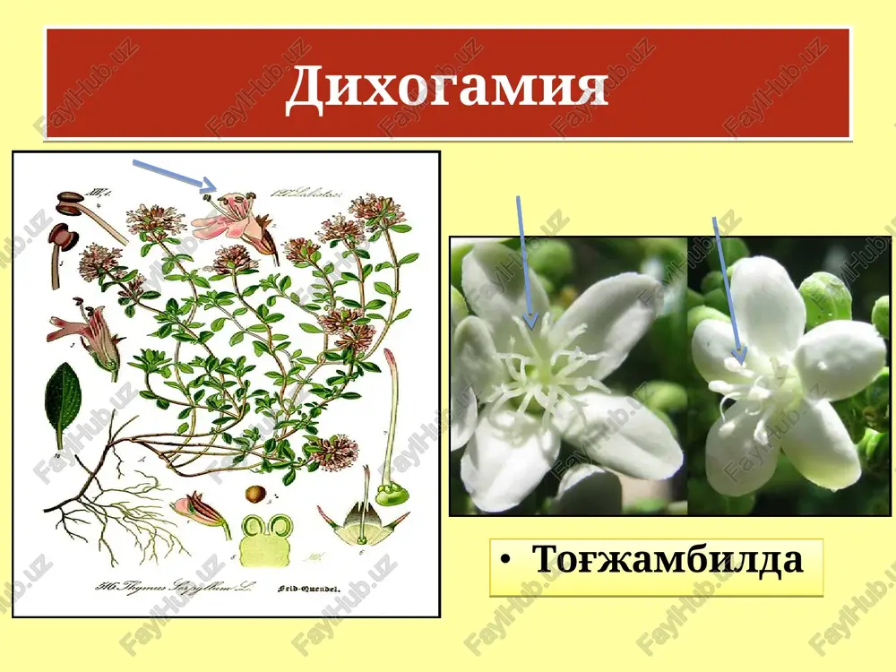 si vakillarida ham ko'p uchraydi. protoginiya karamdoshlar (brassicaeae) va ra'nodoshlar (rosaceae) oilasi vakillarida yaxshi rivojlangan. ko'pchilik xolatlarda changchi va urug'chilarning etilish davridagi farqlar juda ham qisqa bo'lganligi sababli, protoginiyaning mavjudligi ham shubha tug'diradi. protoginiya ko'proq shamol yordamida changlanuvchi hiloldoshlar (cyperaceae), bug'doydoshlar (poaceae) oilasi vakillarida ko'proq uchraydi. protoginiya nafaqat ikki jinsli, balki bir uyli va ikki uyli o'simliklarda ham yaqqolroq ko'zga tashlanadi. o'simliklarda urug'chining tumshuqchasi uzoq vaqt funktsional xolatda bo'lishi, ularning shamol yordamida changlanishi uchun qulay imkoniyatlar yaratadi. kunning ma'lum bir qisqa muddatlari ichida o'z changlarini tarqatib bo'ladigan o'simliklar uchun ushbu xolat ayniqsa muhim ahamiyatga ega bo'ladi. protoginiya ko'pincha zubturum, iloq, yakan, boshoqli o'simliklarda aniq kuzatiladi. protoginiya protoginiya ko'pincha anemofil o'simliklarda uchrab, ularning ikki jinsli (germofradit) gullarida ham, bir uyli va ikki uyli o'simliklarda ham kuzatiladi. bir uyli va ikki uyli anemofil o'simliklarda protoginiyaning ahamiyati shundan iboratki, urug'chi tumshuqchasining uzoq muddat davomida gullardan (gullar hali ochilmasda oldin) chiqib turishi ularning shamol …