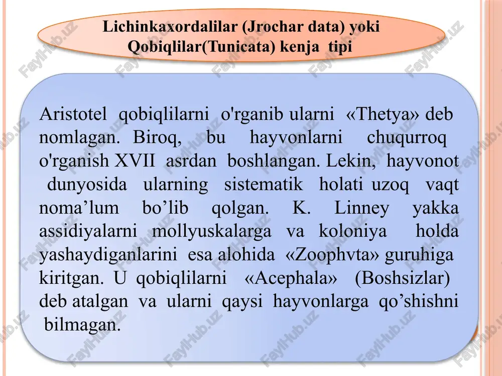 i yo'q. nerv tugunchasining ichki bo‘shlig‘i, ya’ni nevroseli bo’lmaydi va yaxlit nerv massasidan iborat. qalin devorli xalta-tunikaning ichida yupqa devorli ikkinchi xalta-mantiya bor. barcha qobiqlilar singari. assidiyalarda ham qattiq skelet yo‘q. mantiya og'iz va kloaka sifonlarining chetidagina tunika bilan qo‘shilgan. 19 assidiyalarda ayirish organlari rivojlanmagan. ularning tanasida hosil bo'lib turadigan dissimilyatsiya mahsulotlari ayrim hujayralar ichida to'planib turadi va organizmda qoladi. jinsiy organlari. assidiyalar germafrodit. ularning ikkita jinsiy bezi. ya'ni erkaklik va urg’ochilik jinsiy bezlari bo'lib, oshqozonning ustida joylashgan va bir-biriga taqalib turadi. assidiyalar germafrodit bo’lgani bilan o‘z-o‘zini otalantira olmaydi, chunki bitta individda ham spermatazoid, ham tuxum hujayrasi baravar yetilmaydi, balki oldinma-keyin yetiladi. yetilgan jinsiy mahsulotlar jinsiy kanallardan atrial bo'shliqqa tushadi. suv oqimi bilan kirgan spermatazoidlar tuxumni shu yerda otalantiradi, so’ngra urug’langan tuxum kloaka sifoni orqali suvga chiqariladi. urug'langan tuxum to'la va bir tekisda bo’linadi hamda gastrula davriga aylanadi. so'ngra embrión bo'yiga cho'ziladi va asta-sekin rivojlanib har xil organlar, ya’ni xordalilarga …