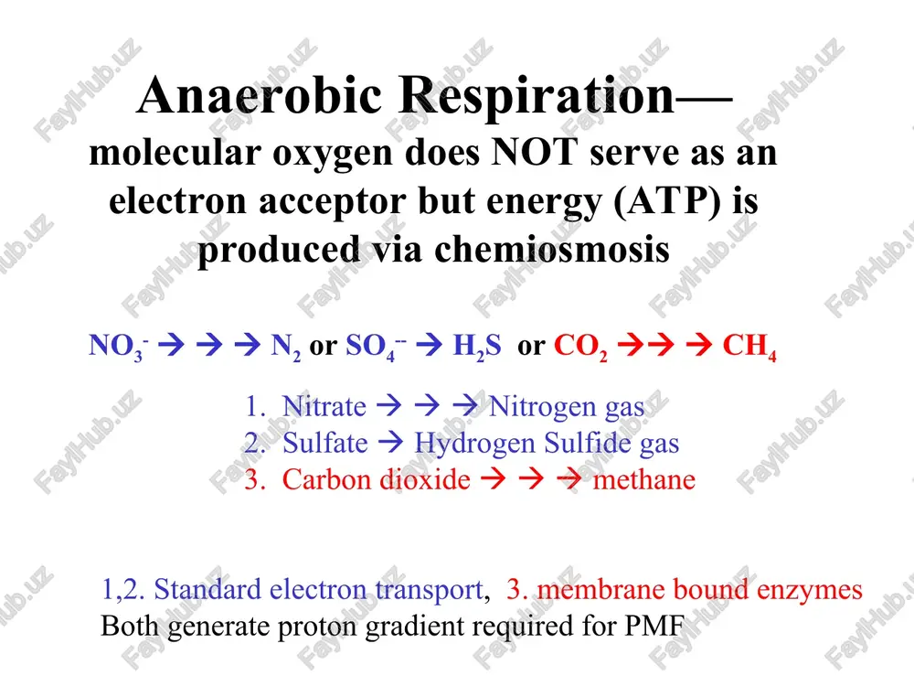 gs etc. and the hindgut of termites. herbivores: cows/horses/rabbits/termites bacteria degrade cellulose to cellobiose to glucoseglycolysis fermentation  organic acids are assimilated and co2 and h2 are reduced to methane by methanogens omnivores: humans/cats/dogs/pigs vast catabolic processes fermentation methanogenesis of co2 methane waste: cows belch, humans expel gas and i don’t know what the termites do!!! stop here chemolithotrophy—obtaining energy from inorganic chemicals 1. inorganic chemicals are oxidized as coenzymes in the electron transport chain are reduced. 2. oxygen serves as the terminal electron acceptor in electron transport 3. reducing power is not derived from the catabolism of organic matter to produce nadh and fadh therefore these cofactors are usually not re-oxidized in chemolithotropy 4. the chemicals that are oxidized have lower energy potential than nadh, therefore more of these chemicals must be oxidized to generate equivalent proton motive force to produce atp chemolithotrophs tend to grow more slowly than …