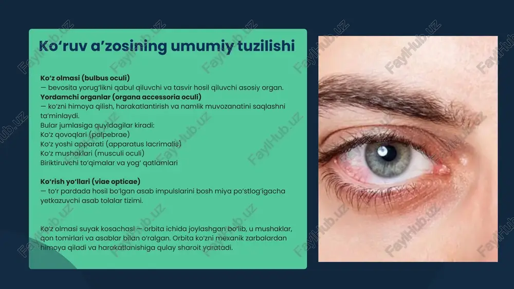 h jarayoni normal davom etadi. ko‘zni yordamchi organlariga quyidagilar kiradi: 1. ko‘z qovoqlari (palpebrae) 2. ko‘z yoshi apparati (apparatus lacrimalis) 3. ko‘z mushaklari (musculi bulbi oculi) ko‘zni yordamchi organlari ko‘z qovoqlari (palpebrae) ko‘z qovoqlari — bu harakatlanuvchi teri burmalari bo‘lib, ko‘z olmasining old qismini himoya qilish va ko‘z yuzasini doimiy namlab turish vazifasini bajaradi. tuzilishi: ko‘z qovoqlari to‘rtta asosiy qavatdan iborat: 1. teri qavati — juda yupqa, harakatchan, yog‘ bezlariga boy. 2. mushak qavati — ko‘z halqasimon mushagi (m. orbicularis oculi) joylashgan; u qovoqlarni yopishda ishtirok etadi. 3. tarso yoki qattiq qavat (tarsus) — zich biriktiruvchi to‘qimadan iborat, qovoqqa shakl beradi. 4. ichki shilliq qavat (kon’yunktiva) — ko‘z olmasi bilan qoplashgan shaffof parda bo‘lib, sirpanish va himoya vazifasini bajaradi. qovoqlar orasidagi ochiq teshik: ko‘z qovoqlari orasida palpebral yoriq (rima palpebrarum) joylashgan. u orqali yorug‘lik nurlari ko‘z ichiga kiradi. funksiyasi: • mexanik himoya (chang, shamol, zarba, hasharotlar ta’siridan). • namlikni ta’minlaydi …