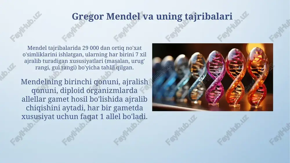 gendagi mutatsiya bir necha organlar funksiyasini buzishi mumkin. ko'pincha, pleiotropiya bitta genning turli xil biokimyoviy yo'llarda ishtirok etishi bilan bog'liq, bunda gen mahsuloti 2 yoki undan ortiq metabolik jarayonlarga ta'sir etadi. epistasis epistaz – bu bir genning boshqa genning fenotipik ifodasini yashirishi yoki o'zgartirishi, bunda 9:3:4 yoki 12:3:1 kabi modifikatsiyalangan mendel nisbatlari hosil bo'ladi. dominant epistaz 12:3:1 nisbatda namoyon bo'ladi, bunda bir allel boshqa genning allellari ifodasini yashiradi, natijada to'rtta guruh o'rniga uchta fenotipik guruh hosil bo'ladi. xulosa mendelning birinchi va ikkinchi qonunlari genetik tahlilning asosidir, bu esa dominant va retsessiv allellar orqali belgilarni 3:1 va 9:3:3:1 nisbatlarda taqsimlashni ko'rsatadi. allelik genlarning o'zaro ta'siri dominantlikning to'liq emasligini, kodominantlikni va lethal allellarni o'z ichiga oladi, bu esa genotip va fenotip o'rtasidagi 1:2:1 nisbatda farqlar keltirib chiqaradi. e'tiboringiz uchun rahmat image4.png image5.png image6.jpg image7.jpg image8.jpg image9.jpg image10.jpg image11.jpg image12.jpg image13.jpg image14.jpg image15.jpg image16.jpg image17.jpg image18.jpg image19.jpg image20.jpg image21.jpg image22.jpg image3.jpeg