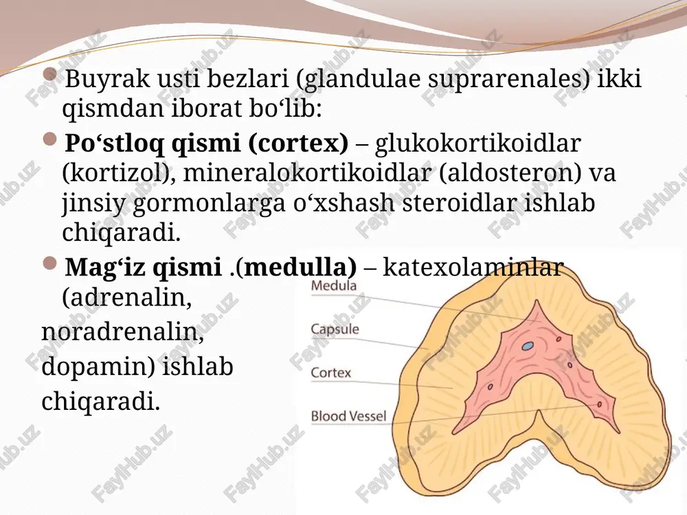 g ko‘p yo‘qotilishi → giponatremiya, hujayralararo suvsizlanish. kaliy to‘planishi → giperkalemiya. qon hajmining kamayishi → gipovolemiya, arterial bosim pasayishi (gipotoniya). og‘ir hollarda → shok rivojlanishi mumkin. 3. androgenlar yetishmovchiligi ayniqsa ayollarda yaqqolroq seziladi: sochlarning kamayishi (qovuqosti, qo‘ltiq ostida), jinsiy ishtiyoqning susayishi. 4. acth va melanotsitlarni stimullovchi gormon (msh) ortishi birlamchi addison kasalligida kortizol darajasi past → gipofizdan aktg ortiqcha ishlab chiqariladi. aktg parchalanishidan msh (melanotsit stimulyator gormon) ajralib chiqadi → teri va shilliq qavatlarda giperpigmentatsiya paydo bo‘ladi (xos belgi). patogenezni qisqacha zanjir ko‘rinishida: buyrak usti po‘stlog‘i zararlanishi → kortizol va aldosteron ishlab chiqarilishi kamayadi → moddalar almashinuvi (glyukoza, oqsil, yog‘), suv-elektrolit balansi va qon bosimi buziladi → gipoglikemiya, gipotoniya, giponatremiya, giperkalemiya, zaiflik, stressga chidamsizlik → surunkali adrenal yetishmovchilik klinikasi rivojlanadi. klinikasi kasallik asta-sekin rivojlanadi. belgilar ko‘pincha umumiy, lekin ba’zilari xos (patognomonik) hisoblanadi. umumiy belgilar doimiy charchoq, holsizlik, mushak va bo‘g‘im og‘rigi. vazn yo‘qotish, ishtahaning pasayishi. ko‘ngil aynishi, qusish, ich ketishi, …
