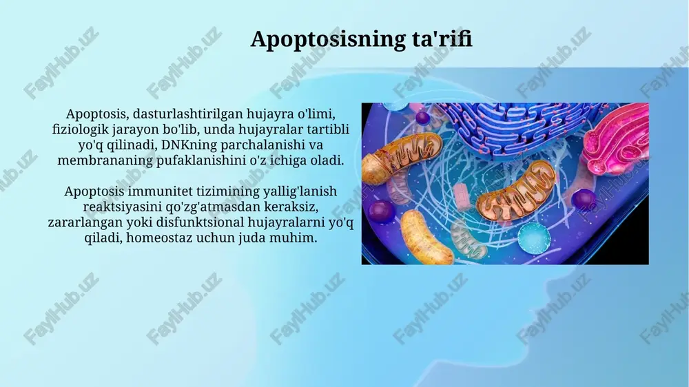 ning buzilishi apoptosisning buzilishi saraton kasalliklarida muhim rol o'ynaydi, jumladan, hujayralarning nazoratsiz ko'payishiga olib keladigan p53 genidagi mutatsiyalar kabi jarayonlar orqali. autoimmun kasalliklar, masalan, 1-toifa diabetda, apoptosisning noto'g'ri boshqarilishi o'z hujayralariga qarshi immunitet reaktsiyasini keltirib chiqarib, beta hujayralarining yo'q qilinishiga sabab bo'ladi. xulosa apotoz, odatda dasturlashtirilgan hujayra o'limi sifatida, rivojlanish, immunitet va to'qimalar gomostazida muhim rol o'ynaydi. 10^10-10^11 hujayra apotoz orqali har kuni inson organizmida yo'q qilinadi. apotoz yo'llari, jumladan ichki (mitoxondrial) va tashqi (o'lim retseptorlari) yo'llari, kasplazalarning aktivlanishiga olib keladi, bu esa hujayra o'limiga olib keladigan proteolizni amalga oshiradi. e'tiboringiz uchun rahmat image2.png image3.jpg image4.jpg image5.jpg image6.jpg image7.jpg image8.jpg image9.jpg image10.jpg image11.jpg image12.jpg image13.jpg image14.jpg image15.jpg image16.jpg image17.jpg image18.jpg image19.jpg image1.png