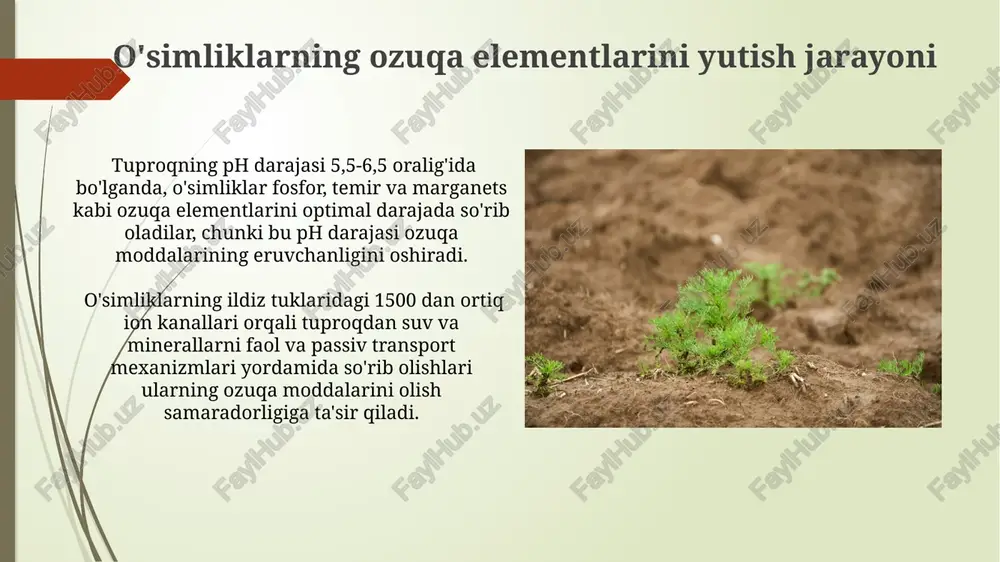 ili orqali 500 dan ortiq turdagi mikroorganizmlarni aniqlash va ularning o'simliklarning ozuqa moddalarini singdirish jarayoniga ta'sirini o'rganish istiqbollari rivojlanadi. tuproqning kimyoviy tarkibi tuproq ph darajasi (kislotalilik yoki ishqoriylik) 5,5 dan 7,5 gacha bo'lgan oralig'ida o'simliklar uchun optimal hisoblanadi, chunki bu diapazonda ko'pgina ozuqa moddalari o'simliklar tomonidan yaxshi o'zlashtiriladi. tuproqning kimyoviy tarkibi, o'simliklarning o'sishi uchun zarur bo'lgan 16 dan ortiq makro va mikro elementlarning mavjudligiga bog'liq bo'lib, ularning nisbati tuproq unumdorligini belgilaydi. tuproqning mineralogik tarkibi tuproqning mineralogik tarkibi, uning ph darajasini, taxminan 6.0-7.0 oralig'ida saqlashga yordam beradi, bu esa ko'plab o'simliklar uchun optimal ozuqa elementlarining eruvchanligini ta'minlaydi. tuproqdagi kvarts va feldşpat kabi silikat minerallari parchalanishi natijasida hosil bo'lgan ozuqa elementlari (kaliy, magniy) o'simliklar uchun oziqlanish manbai hisoblanadi, ularning miqdori tuproq unumdorligini belgilaydi. tuproqning ifloslanishi va uning ta'siri pestitsidlar bilan ifloslangan tuproqda, o'simliklarning mineral moddalarni so'rish qobiliyati 25% ga pasayadi, bu esa ozuqa moddalarining etishmasligiga va o'simliklarning kasalliklarga chidamliligi pasayishiga olib keladi. …