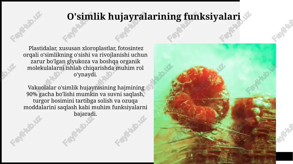 rug'lik reaksiyasi va qorong'u reaksiyasi (calvin sikli) mavjud bo'lib, ular xloroplastning turli qismlarida sodir bo'ladi. fotosintez jarayonining samaradorligi turli omillarga, jumladan, yorug'lik intensivligi, karbon dioksid konsentratsiyasi va haroratga bog'liq bo'lib, optimal sharoitlarda maksimal fotosintez tezligi 30 mg co₂/dm²/soatga yetishi mumkin. woodgrove bank e'tiboringiz uchun rahmat @taqdimot_robot woodgrove bank image1.jpg image2.jpg image3.jpg image4.jpg image5.jpg image6.jpg image7.jpg image8.jpg image9.jpg image10.jpg image11.jpg image12.jpg image13.jpg image14.jpg