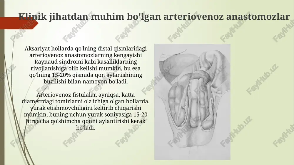 oʻmrov osti va yelka sohalari arteriyalarining anatomiyasi - Page 4