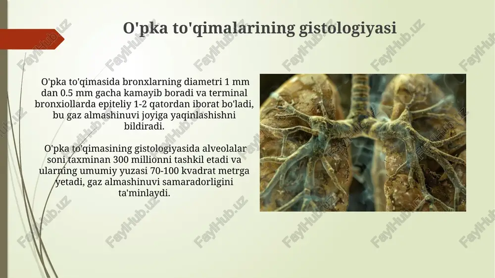 to'liq yopiq bo'lishi 100% ga yaqin o'limga olib kelishi mumkin, o'pka gipoplaziyasi va o'pka gipertenziyasi kabi jiddiy asoratlarni keltirib chiqaradi. bronxial atreziya va stenoz diagnozi prenatal davrda uzi tekshiruvi orqali tashxislanishi mumkin, lekin ko'pincha tug'ilgandan keyin klinik belgilar va rentgenografiya natijalariga asosan aniqlanadi. interstisial o'pka kasalliklari interstitsial o'pka kasalliklarining diagnostikasi ko'pincha yuqori aniqlikdagi kompyuter tomografiyasi (kt) va funktsional tekshiruvlar, masalan, o'pka hajmini va diffuziya qobiliyatini o'lchash orqali amalga oshiriladi, bu esa kasallikning og'irligini baholashga yordam beradi. interstitsial o'pka kasalliklari, alveolalar va o'pka to'qimalarining orasidagi interstitiumning yallig'lanishi yoki shikastlanishi bilan xarakterlanadi, bu esa 100 dan ortiq turli xil kasalliklarni o'z ichiga oladi. o'pka sekvestratsiyasi o'pka sekvestratsiyasi tug'ma rivojlanish nuqsoni bo'lib, 1000 ta tug'ilgan chaqaloqdan taxminan 1 tasida uchraydi va o'pkada alohida to'qima massasi hosil bo'ladi. sekvestratsiya qilingan to'qima bronxlar orqali normal o'pka bilan bog'lanmagan bo'lishi mumkin (ekstra-lobar) yoki bog'langan bo'lishi mumkin (intrapulmonar). e'tiboringiz uchun rahmat @taqdimot_robot image1.jpg image2.jpg image3.jpg image4.jpg image5.jpg …