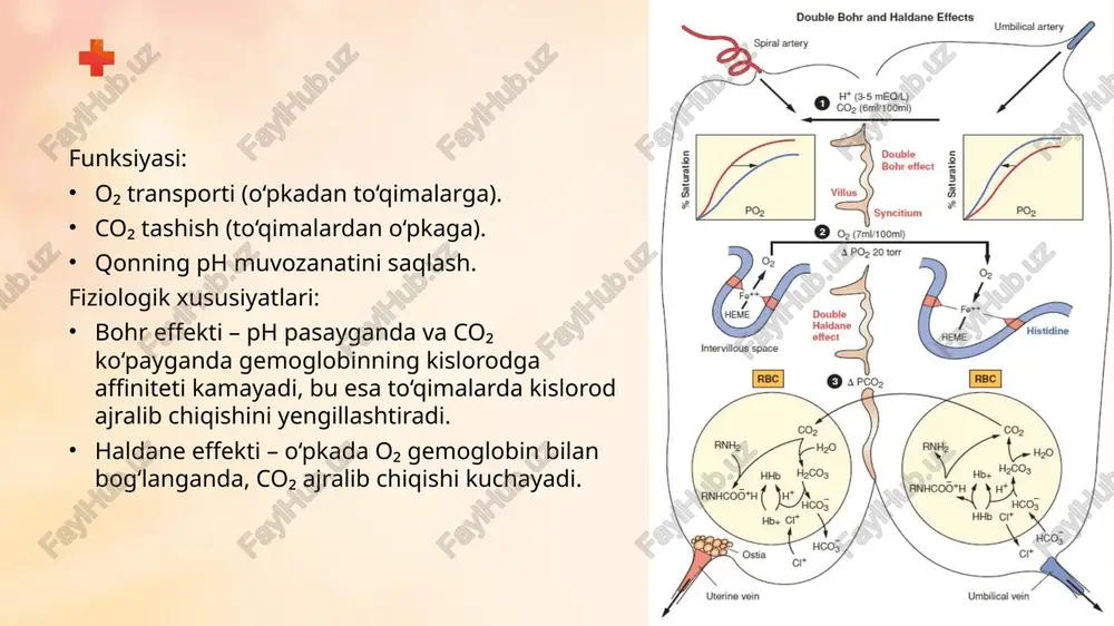 gemoglobinga oid patofiziologiya - Page 4