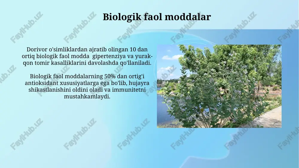 limonen, pinene va kamfora kabi komponentlar uchraydi, bu ularga xushbo'y hid va antiseptik ta'sir beradi. qoraqo'ton mevasi tarkibida s vitamini miqdori 100 grammiga 200 mg gacha yetishi mumkin, bu esa uni kuchli immunomodulyator sifatida ajratib turadi. o'zbekistonning shifobaxsh o'simliklari o'zbekistonda 300 dan ortiq turdagi shifobaxsh o'simliklar mavjud bo'lib, ularning 100 dan ortig'i xalq tabobati va farmatsevtika sanoatida qo'llaniladi. qoraqalpoqiston respublikasida o'sadigan “ganja” o'simligi, alkaloidlarga boy bo'lib, ayrim dorilar tayyorlashda muhim ahamiyat kasb etadi, biroq nazorat ostida qo'llaniladi. e'tiboringiz uchun rahmat @taqdimot_robot image2.jpg image3.jpg image4.jpg image5.jpg image6.jpg image7.jpg image8.jpg image9.jpg image10.jpg image11.jpg image12.jpg image13.jpg image14.jpg image15.jpg image16.jpg image17.jpg image18.jpg image1.png