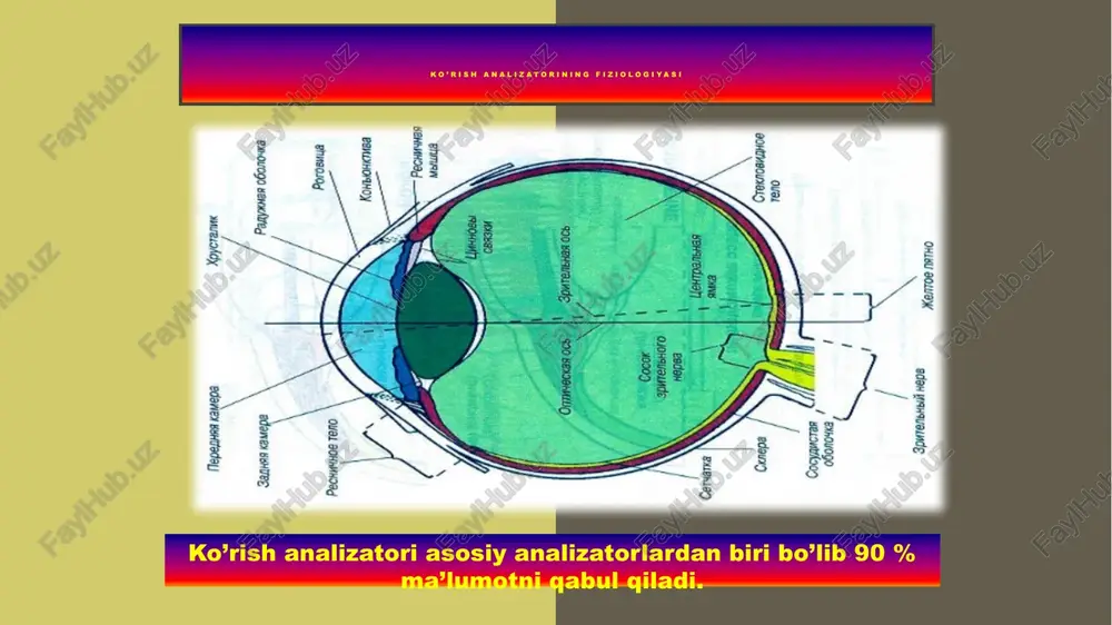 analizatorlar fiziologiyasi - Page 4