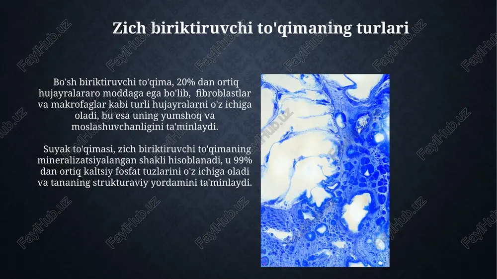 il qiladi va ularning birgalikda ishlashi tana shaklini saqlashga yordam beradi. bo'sh biriktiruvchi to'qimaning funktsiyalari bo'sh biriktiruvchi to'qima, ya'ni yog' to'qimasi, organizmning taxminan 15-20% ini tashkil etadi va issiqlik izolyatsiyasi, energiya zaxirasi va ayrim gormonlar sintezida ishtirok etadi. ushbu to'qima tarkibidagi katta miqdorda glyukozaminoglikanlar va proteoglikanlar tufayli suvni ushlab turish va shu bilan organlarni himoya qilish, amortizatsiya qilish vazifasini bajaradi, mexanik shikastlanishdan himoya qiladi. elastin tolalari va ularning ahamiyati elastin tolalari kolagen tolalar bilan birgalikda ishlaydi, bu esa toʻqimalarning mustahkamligini va elastikligini muvozanatlashtiradi, ya'ni 50/50 ga yaqin nisbatda. elastin tolalarining choʻziluvchanligi 150% gacha yetishi mumkin, bu esa toʻqimalarning deformatsiyaga chidamliligini ta'minlaydi va qayta tiklanishini osonlashtiradi. to'qimalarning joylashishi va taqsimlanishi bo'sh biriktiruvchi to'qimalar, masalan, teri osti yog' qatlami, organlar orasidagi bo'shliqlarni to'ldiradi va tana vaznini taxminan 15-20% ni tashkil qiladi, zich to'qimalarga nisbatan kamroq hujayra va ko'proq hujayraaro moddaga ega. zich biriktiruvchi to'qima, masalan, paylar va bog'lamlar, yuqori darajada tashkil etilgan …