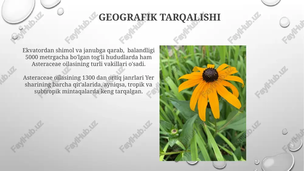 asteraceae oilasi - Page 4