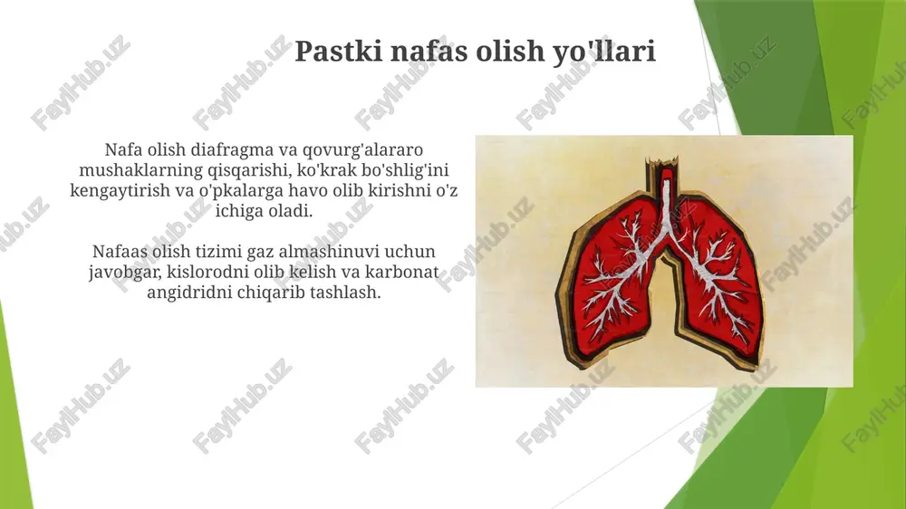 nafaas olish mexanizmlari - Page 4