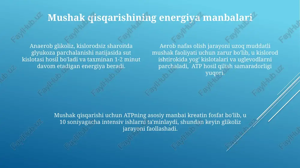 hosil qilishda ishtirok etadi, metabolik jarayonlar natijasida tananing ichki haroratini 70% gacha ta'minlaydi. issiqlik hosil qilish mushaklarning atp gidroliziga bogʻliq boʻlgan qisqarish jarayoni, issiqlik hosil qilishning asosiy manbai boʻlib, energiya almashinuvi jarayonining samaradorligi taxminan 40% ga teng. intensiv jismoniy mashqlar paytida skelet mushaklari tomonidan ishlab chiqarilgan issiqlik miqdori sezilarli darajada ortadi, bu esa tana haroratini 40°c gacha ko'tarishi mumkin. skelet mushaklari qisqarishi natijasida hosil boʻladigan issiqlik, tana haroratini saqlashda muhim rol oʻynaydi, umumiy metabolik faolligining taxminan 20-30 foizini tashkil qiladi. skelet mushaklarining tuzilishi miofibrillalar ikki xil oqsil, aktin va miozin filamentlaridan tuzilgan bo'lib, ularning o'zaro ta'siri mushaklarning qisqarishiga olib keladi, bu jarayon atp energiyasi bilan ta'minlanadi. har bir skelet mushaklari tolasi neyronning motor tugunchagi bilan sinaps hosil qilib, harakat potensialini oladi va mushakning qisqarishini boshqaradi. skelet mushaklari uzun, silindrsimon tolalardan tashkil topgan bo'lib, har bir tolasi bir nechta miofibrillalardan, ya'ni 1000 dan ortiq sarkomerlardan iborat. mushak qisqarishining mexanizmi mushak qisqarishi …
