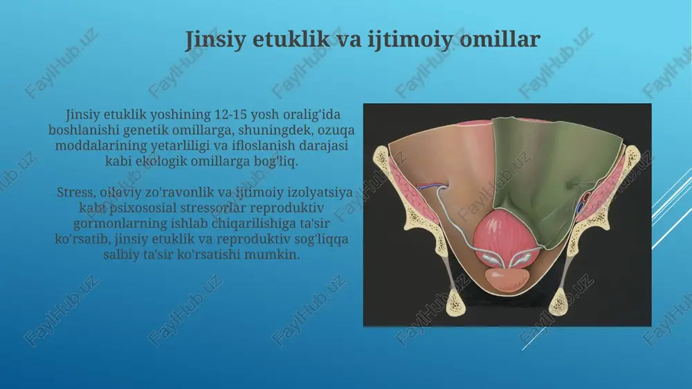 siydik va tanosil tizimlarning rivojlanishi - Page 4