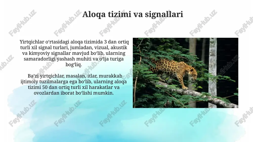 shash joylarini 30% ga kengaytirish va oziq-ovqat zahiralarini ta’minlash kerak, bu ularning populyatsiyasini saqlab qolishga yordam beradi. yirtqich hayvonlarning 70% ga yaqini brakonyerlik tufayli nobud bo‘lmoqda, shuning uchun ularni qonun bilan himoya qilish va kuzatishni kuchaytirish zarur. o'lja tanlash va ov strategiyasining o'zgarishi ba'zi yirtqichlar, masalan, ilonlar, o'lja turining mavjudligiga qarab, ov qilish usullarini 3-4 xil usulda o'zgartirishi mumkin, bu ularning adaptiv xulq-atvorining yuqori darajasini ko'rsatadi. katta hajmdagi o'lja (masalan, qo'y) mavjudligida, sherlarning 70% dan ortig'i hamkorlikdagi ov strategiyasini qo'llaydi, bu esa muvaffaqiyat ehtimolini oshiradi. kelajakdagi tadqiqotlar yo'nalishlari genetik tahlil usullari yordamida yirtqichlarning ov qilish samaradorligi va o'lja tanlash xususiyatlarini aniqlash, shu bilan birga 20 ta genning ta'sirini o'rganish kelajakdagi izlanishlar yo'nalishi hisoblanadi. yirtqichlarning ijtimoiy tuzilmasi va o'zaro ta'siri, masalan, 3 ta turdagi yirtqichning kommunikatsiya usullari va hududiy xulq-atvorini keng miqyosda tahlil qilish orqali chuqurroq tushunish mumkin. e'tiboringiz uchun rahmat @taqdimot_robot image2.jpg image3.jpg image4.jpg image5.jpg image6.jpg image7.jpg image8.jpg image9.jpg image10.jpg …