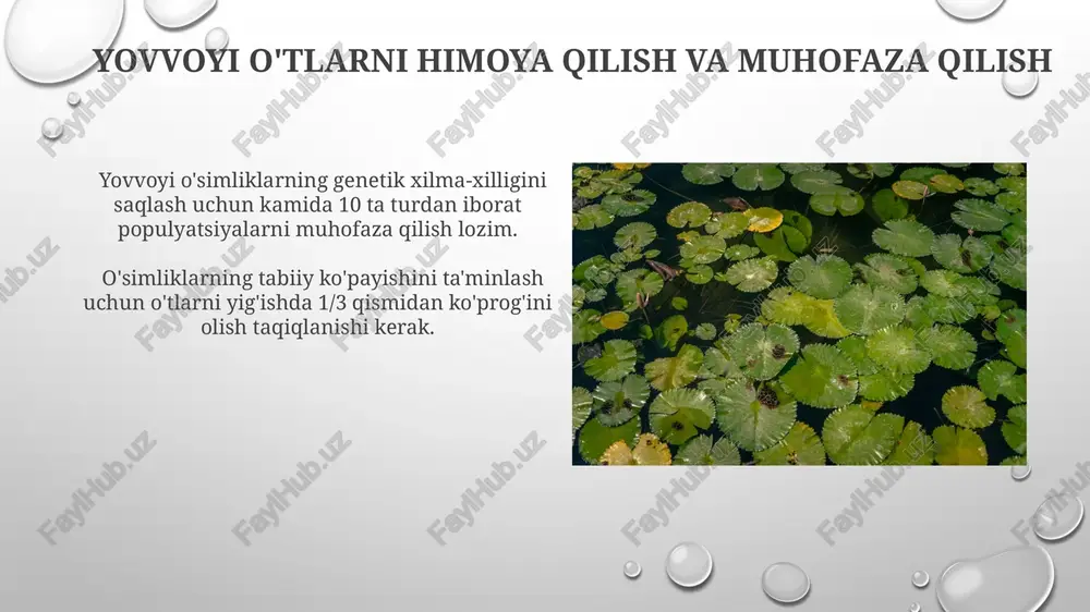 latiladi, ularning tarkibida biologik faol moddalar mavjud. yovvoyi o'tlar bo'yicha kelajakdagi tadqiqotlar 5 yil ichida yovvoyi o'tlarni tijorat maqsadlarida yetishtirish texnologiyalarini ishlab chiqish va ularning barqaror hosilini ta'minlash bo'yicha tadqiqotlarni kuchaytirish muhim ahamiyatga ega. yovvoyi o'tlarning genetik xilma-xilligini aniqlash va ularning atrof-muhit sharoitlariga moslashuvchanligini o'rganish uchun zamonaviy genomika va bioinformatika usullaridan foydalanish zarur. yovvoyi o'tlarning tibbiy qo'llanilishi yovvoyi o'tlar tarkibidagi flavonoidlar va alkaloidlar kabi bioaktiv moddalar qon bosimini tartibga solish, xolesterin darajasini pasaytirish va yurak-qon tomir kasalliklarining oldini olishga yordam beradi. romashka kabi ba'zi yovvoyi o'tlarning ekstraktidan tayyorlangan preparatlar immunitet tizimini mustahkamlashda samarali bo'lib, virusli infektsiyalarga qarshi 20-30% ga chidamlilikni oshiradi. e'tiboringiz uchun rahmat @taqdimot_robot image3.png image4.jpg image5.jpg image6.jpg image7.jpg image8.jpg image9.jpg image10.jpg image11.jpg image12.jpg image13.jpg image14.jpg image15.jpg image16.jpg image17.jpg image18.jpg image19.jpg image20.jpg image1.png