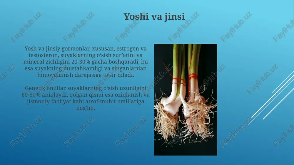 ishi mumkin, bu osteoporoz xavfini oshiradi. irsiy kasalliklar ba'zi irsiy suyak kasalliklari, masalan, osteogenez imperfekta, kollagen genlaridagi mutatsiyalar tufayli yuzaga keladi va natijada suyaklarning mo'rtligi va tez-tez sinishi kuzatiladi, bu esa 1000 tug'ilgan chaqaloqdan 1 tasida uchraydi. achondroplaziya - bu irsiy o'sishning buzilishi bo'lib, unda fgfr3 geni mutatsiyasi tufayli uzun suyaklarning qisqarishi kuzatiladi va bu dunyo bo'yicha 26 000 chaqaloqdan taxminan 1 tasida uchraydi. suyakning mineral zichligi suyakning mineral zichligi (smz) osteoporoz xavfini aniqlashda muhim ko'rsatkich bo'lib, t-ball qiymati -2,5 dan past bo'lsa, osteoporoz tashxisi qo'yiladi. smzni oshirish uchun kaltsiy va d vitamini iste'moli, muntazam jismoniy mashqlar va to'g'ri ovqatlanish muhim ahamiyatga ega, bu suyaklarning mustahkamligini 10-15% ga oshirishi mumkin. e'tiboringiz uchun rahmat @taqdimot_robot image1.jpg image2.jpg image3.jpg image4.jpg image5.jpg image6.jpg image7.jpg image8.jpg image9.jpg image10.jpg image11.jpg image12.jpg image13.jpg image14.jpg image15.jpg image16.jpg image17.jpg