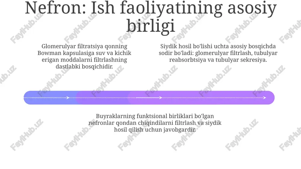 hqi qobiq va ichki miya qismidan iborat bo'lib, filtrlashning funktsional birligi bo'lgan nefronlarni o'z ichiga oladi. buyrak tuzilmasi: glomerulus, boumen kapsulasi, proksimal burmali naycha, genle halqasi, distal burmali naycha va yig'uvchi naycha siydik hosil bo'lishida ishtirok etadi. e'tiboringiz uchun rahmat @taqdimot_robot image1.jpeg image2.jpeg image3.jpeg