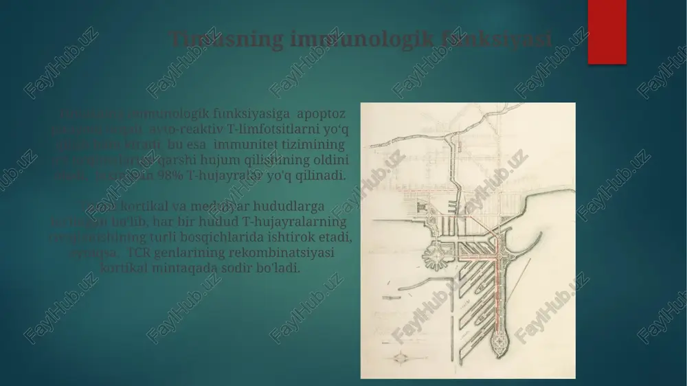 immunomodulyatorlar, 3-6 oy davomida qo'llaniladigan immunostimulyatorlar va gormon terapiyasi kabi usullar qo'llaniladi. timus bezining o'smalarini jarrohlik yo'li bilan olib tashlash, 5-10% hollarda nur terapiyasi bilan birgalikda amalga oshiriladi. timus korteksi korteksning tashqi qismida zich joylashgan timotsitlar (t-hujayralar prekursorlari) va ichki qismida kamroq zichlikda joylashgan bo'ladi, bu esa timotsitlarning yetilish jarayonini aks ettiradi. timus korteksi t limfotsitlarining differentsiatsiyasi va yetilishi uchun javobgar bo'lgan 3 ta asosiy hujayra tipidan, ya'ni kortikal epitelial hujayralar, dendritik hujayralar va makrofaglardan tashkil topgan. e'tiboringiz uchun rahmat @taqdimot_robot image6.jpg image7.jpg image8.jpg image9.jpg image10.jpg image11.jpg image12.jpg image13.jpg image14.jpg image15.jpg image16.jpg image17.jpg image18.jpg image19.jpg image20.jpg image21.jpg image22.jpg image2.png image3.png image4.png image5.png