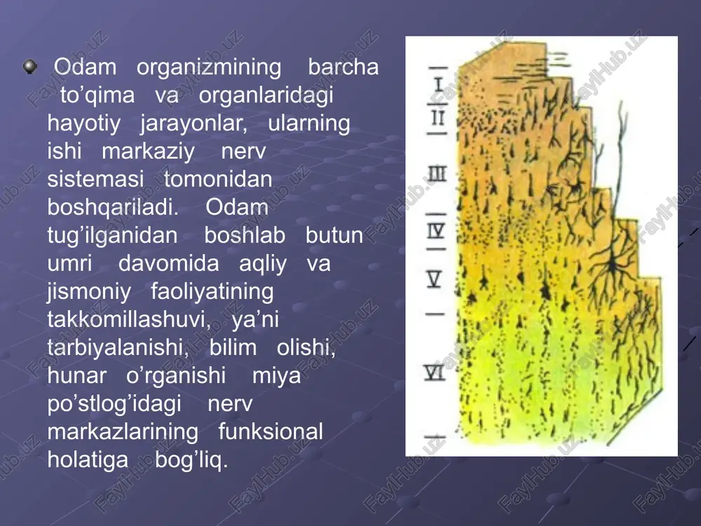 20 c atrofida saqlanishi tavsiya etiladi. bolaning o’rni juda yumshoq yoki juda qattiq bo’masligi kerak. uyqu gigiyenasiga rioya qilinsa bola tiniq uxlaydi, ish qobilyati va kayfiyati yuqori bo’ladi. image2.jpeg image3.jpeg image4.jpeg image5.jpeg image6.jpeg image7.jpeg image8.jpeg image9.jpeg image10.jpeg image11.jpeg image12.jpeg image1.png /docprops/thumbnail.jpeg