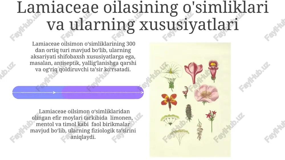 lamiaceae oilasi - Page 4