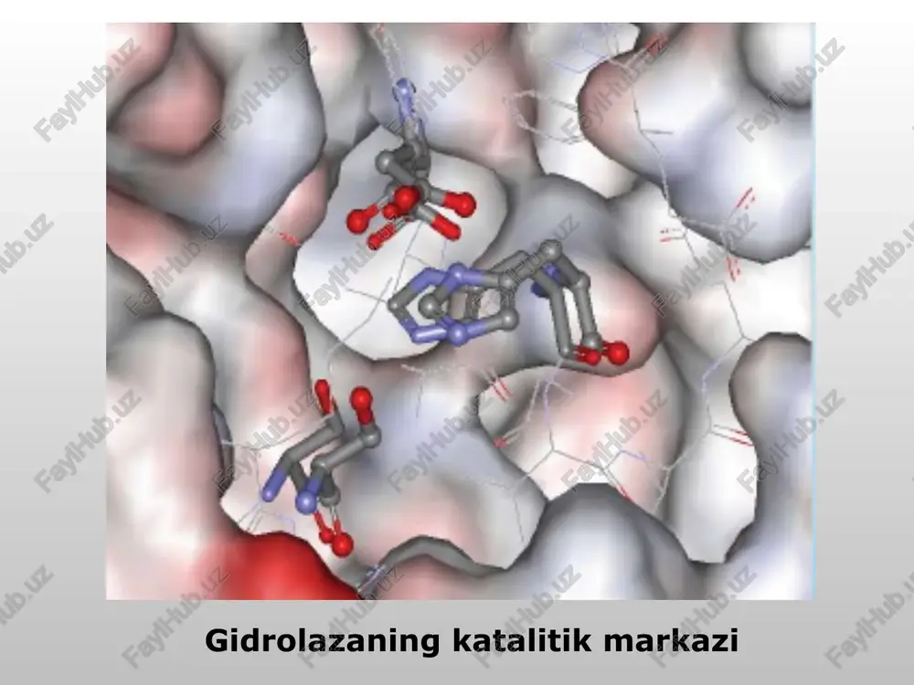 qism faol markazlar antikorning tuzilishi antikorlarning harakati bakteriyalar viruslar chet elliklar moddalar antijenler antikorlarning harakati bakteriyalar viruslar chet elliklar moddalar antijenler strukturaviy katalitik: fermentlar normativ himoya transport dvigatel va energiyani o'zgartirishning boshqa turlari energiya va ovqatlanish bufer proteinlarning funktsiyalari hujayra membranasi orqali tashish qonda tashish - lipidlar, ionlar, kislorod hujayra sitoplazmasida tashish qonda kislorodni tashish gemoglobinqizil qon hujayralari ichida joylashgan 4 o2 lipid qonda lipidlarni tashish oqsil kaltsiy ionlarini tashish sa 2+ oqsil strukturaviy katalitik: fermentlar normativ himoya transport dvigatel va energiyani o'zgartirishning boshqa turlari energiya va ovqatlanish bufer proteinlarning funktsiyalari kimyoviy bog'lanish energiyasi mexanik energiya aktin miyozin kinesin yuradigan sincap mushaklar ishi hujayra ichidagi transport engil energiya kimyoviy rodopsin - ko'zning to'r pardasidagi fotoretseptor. retinal rodopsin tarkibidagi protezlar guruhidir. strukturaviy katalitik: fermentlar normativ himoya transport dvigatel va energiyani o'zgartirishning boshqa turlari energiya va ovqatlanish bufer proteinlarning funktsiyalari zaxira oqsillar muhim aminokislotalar ovalbumin kazein oziqlantiruvchi 1 g yog ' 9 …