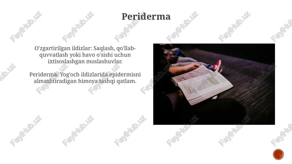 ildiz tuzilishi - Page 4