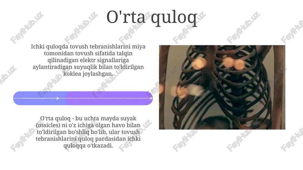 sezgi a’zolari: eshitish analizatori anatomiyasi - Page 4