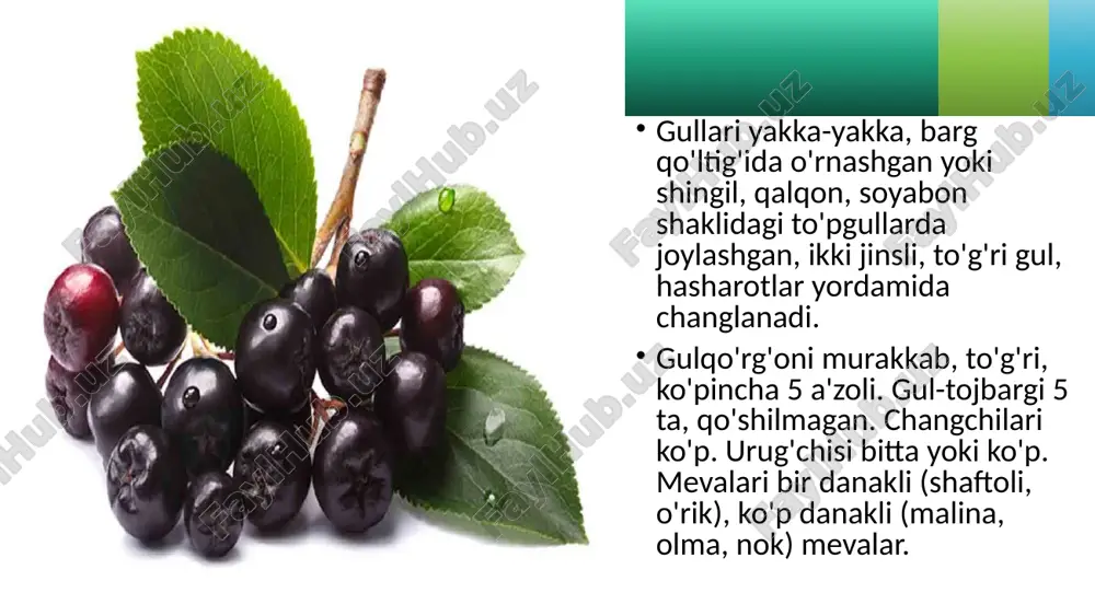 ra'nodoshlar oilasi - Page 4