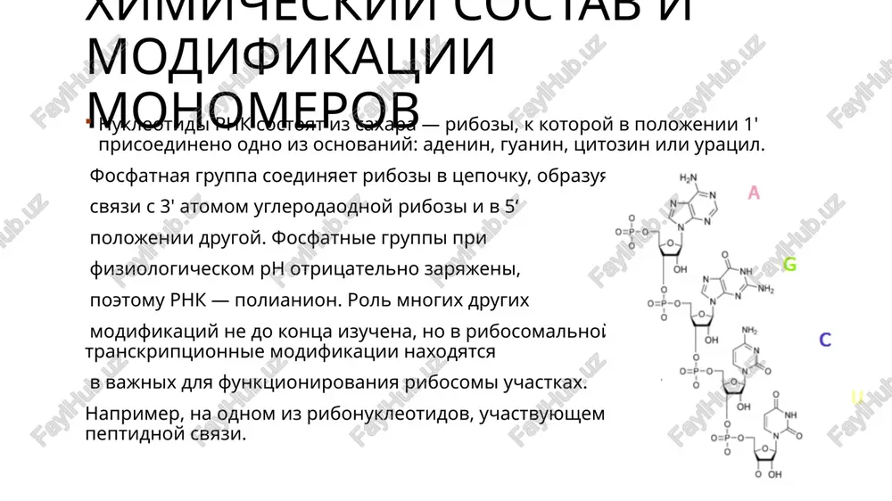 ii v kletki xozyaina slujat matritsey dlya sinteza dnk-kopii. v svoyu ochered, s matritsi dnk schitivaetsya rnk-genom. krome virusov obratnuyu transkriptsiyu primenyayut i klass mobilnix elementov genoma — retrotranspozoni sintez i-rnk, ego etapi. r-rnk – ribosomalnaya. vxodit v sostav ribosom, vklyuchaet 3000‑5000 nukleotidov. sostavlyaet 80% ot obshey massi rnk kletki. ona uchastvuet v initsiatsii, okonchanii sinteza i otdeleniya gotovix molekul belka ot ribosom. i-rnk – informatsionnaya (matrichnaya). nesyot geneticheskuyu informatsiyu, transkribiruemuyu s dnk o strukture polipeptidnoy tsepi v vide kodonov. molekula vklyuchaet ot 300 do 3000 nukleotidov i sostavlyaet 3‑5% ot obshego kolichestva rnk. t-rnk – transportnaya.obespechivaet transport aktivirovannix aminokislot k ribosomam. aktivirovannaya aminokislota – eto troynoy kompleks fermenta aminoatsil t-rnk sintetazi, aminokisloti i atf. imeet vtorichnuyu strukturu v vide petel, napominayushuyu po forme listok klevera. v sredney chasti tsentralnoy petli naxoditsya antikodon. sushestvuet tri vida rnk: ribosomalnaya, informatsionnaya, transportnaya. vse vidi sinteziruyutsya na molekule dnk v yadre putyom transkriptsii. …