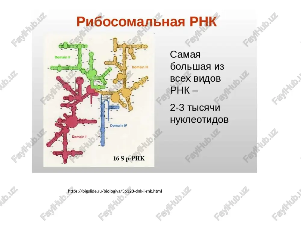 rnix belkov, i ix deystvie mojet xarakterizovatsya pleyotropnim effektom. v regulyatsii ekspressii eukarioticheskix genov vajnuyu rol igrayut geni - enxanseri (usilivayut transkriptsiyu) i saylenseri (tormozyat transkriptsiyu). v regulyatsii transkriptsii uchastvuyut gormoni, a gennoy aktivnosti - gistoni xromosom. http://yamedik.org/?p=2&c=biologiya/bio_ru_mar image1.png image2.png image3.png image4.png image5.png image6.png image7.png image8.png image9.png image10.png image11.png image12.png image13.png image14.png image15.png image16.png image17.png image18.png image19.png /docprops/thumbnail.jpeg