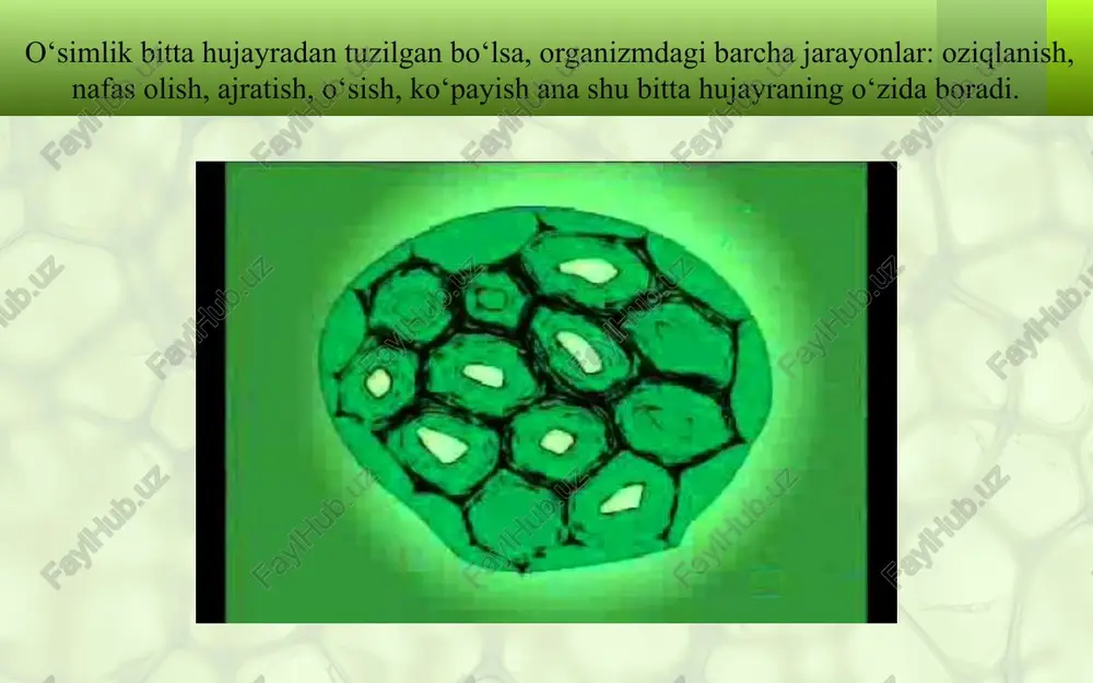 hujayra va uning tarkibiy qismlari - Page 4