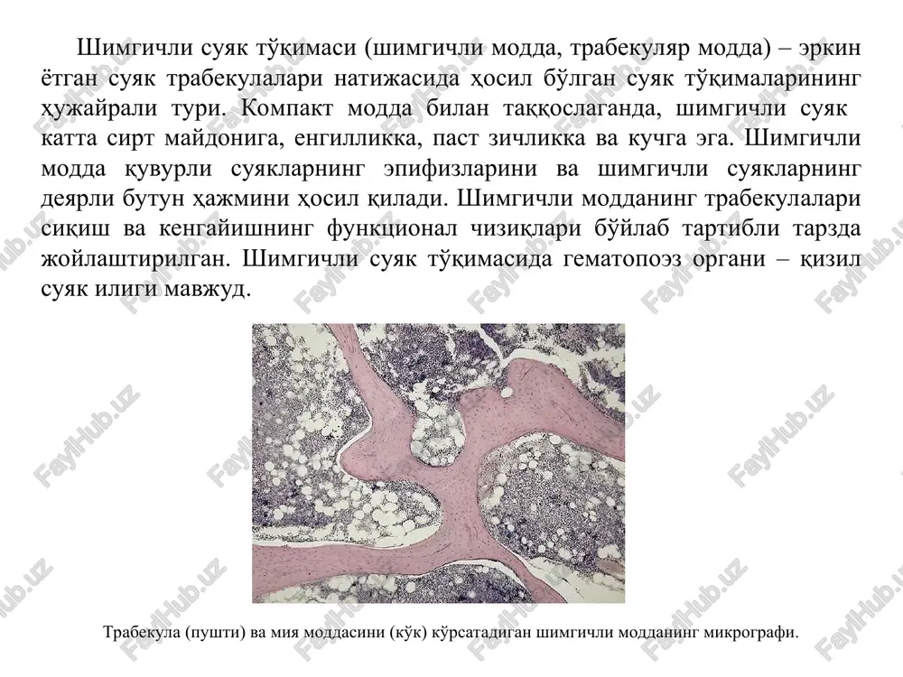 teoklastlar yoki odontoklastlar tomonidan tish to'qimalarini yo'q qilish jarayoni. nima uchun bu sodir bo'ladi? ichki – etarli bo'lmagan endodontik davolash, qo'pol davolash, asbob sinishi, noto'g'ri endotelial texnika va boshqalar tufayli. tashqi – bruksizm, noto'g'ri ortodontik davolash, tishlash anomaliyasi, travma, suyak ichida yoki shilliq qavat ostidagi "sakkizlik" (ettinchi tish ildizlarining rezorbtsiyasiga olib keladi). sakkizlik – og'iz bo'shlig'idagi sakkizlik boshqalariga qaraganda ancha kechroq paydo bo'ladi: 16 yoshdan 25 yoshgacha. bu vaqtga kelib, bosh suyagi ning faol o'sishi sekinlashadi, jag' deyarli hosil bo'ladi, tishlash ham hosil bo'ladi va barcha tishlar o'z joylarini egalladi. rezorbtsiya patogenezi rezorbtsiya jarayoni osteoklastlarga bog'liq. osteoklastlar – bu qattiq to'qimalar yuzasida joylashgan yirik ko'p yadroli hujayralar lakunalar (howship’s lacunae), yoki kriptlar. ular juda harakatchan va ko'rinadigan psevdopodlarga ega. lakuna – yadro hujayralarini o'z ichiga olishi kerak bo'lgan suyak moddasidagi ko'plab bo'shliqlardan biri. gavers kanali lamella lakuna tsement ostseotsitlar hujayrali jarayonlar tish ildizi rezorbtsiyasining turli shakllari 1. shikastlanish natijasida kelib …