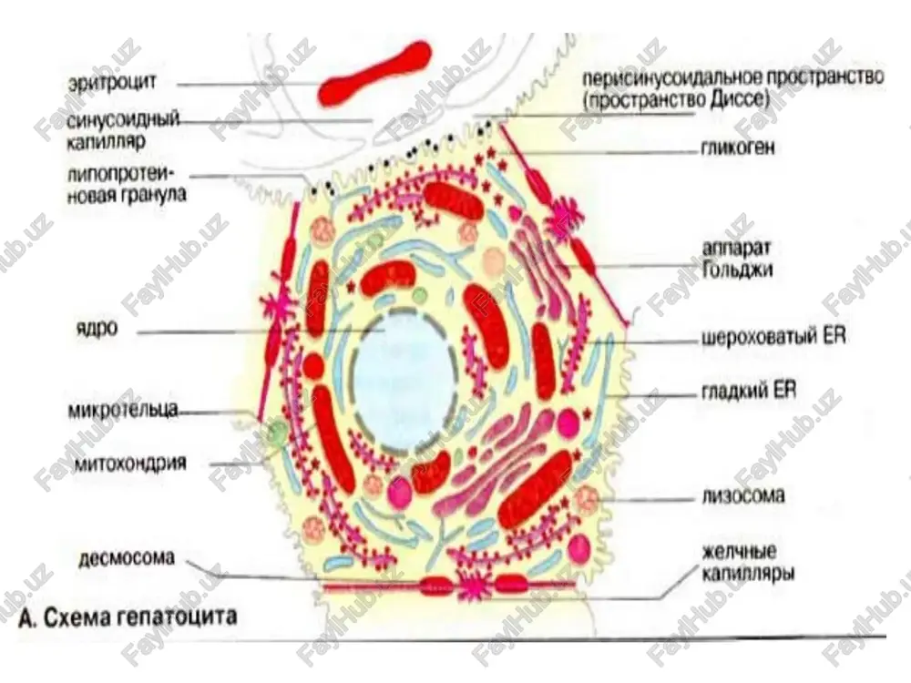 n ajralib mikroflora ta'sirida qaytarilib mezobilirubinga, keyin esa mezobilinogenga (urobilinogenga) aylanadi. urobilinogenni ozgina miqdori ichakda surilib jigarga borib dipirrol birikmalarga parchalanadi. urobilinogen ummumiy qon aylanishga tushmaydi shuning uchun siydikda aniklanmaydi. asosiy urobilinogen yo'gon ichakga o'tib mikroflora ta'sirida yana qaytariladi sterkobilinogen hosil bo'ladi va axlat bilan chiqariladi havo kislorodi bilan oksidlanib sterkobilin, bu axlatni pigmenti. sterkobilinogenni ozgina miqdori yo'gon ichakda venaga suriladi (gemorroidal vena), va buyraklarga etkazilib siydik bilan ajraladi (4 mg/sutka). bilirubinning 2 turi tafovut etiladi: 1. erkin yoki bilvosita bilirubin 2. bog'langan yoki bevosita bilirubin o't pigmentlarini organizmda normada taksimlanishi qonda: ummumiy bilirubin – 8,5 – 20,5 mkmol/l; bilvosita bilirubin – 1,7 – 17,1 mkmol/l; bevosita bilirubin – 2,2 – 5,1 mkmol/l; siydiqda – sterkobilinogen – 4 mg/sutki; ahlatda – sterkobilinogen. sariqliq (icterus) belgisi bu teri, ko'zning oqi va shilliq pardalarning sariq rangga bo'yalishidir bilirubin to'planishi sababli. giperbilirubinemiya sabalari: eritrotsitlar gemolizi kuchayganda; jigarni shikastalanishi; o't yo'llarini bekilishi tufayli. barcha …