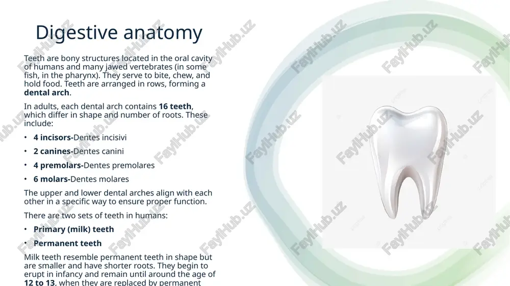 digestive system - Page 4