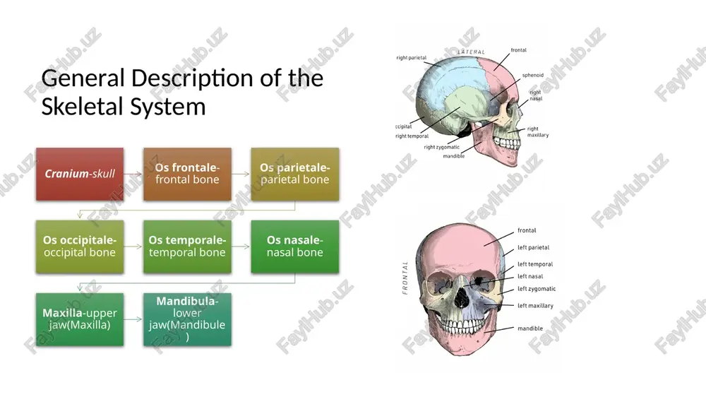 skeletal system - Page 4